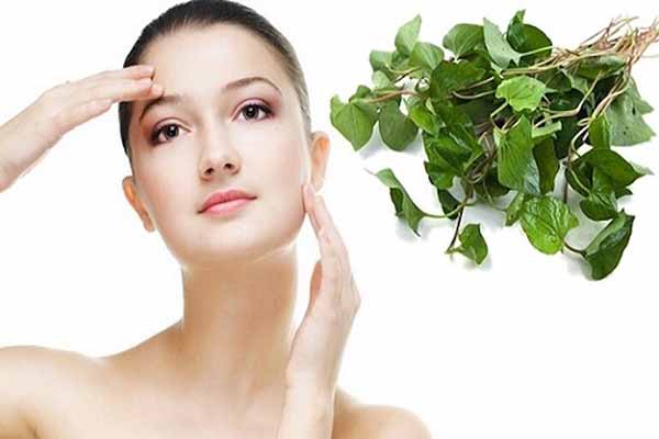 Rau diếp cá có thể điều trị nhiều tình trạng da, đặc biệt là trị mụn ẩn