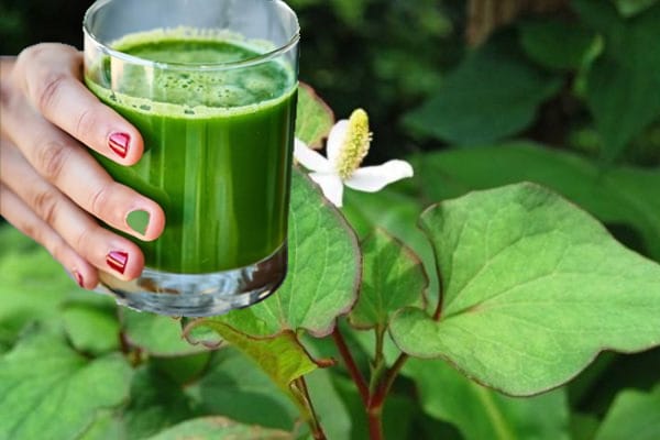 Cách điều trị đơn giản với nước cốt rau diếp cá
