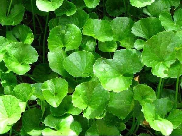 Rau má là nguyên liệu trị mụn nội tiết rất an toàn và lành tính