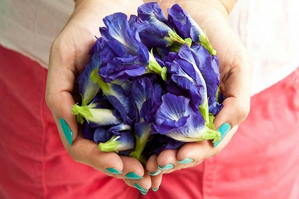 Mặt nạ trị mụn từ hoa đậu biếc