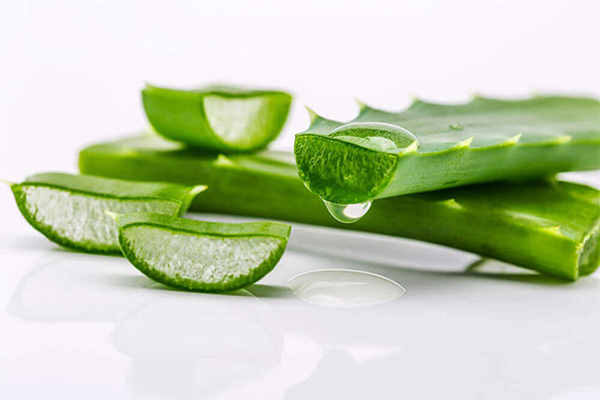 Bí quyết trị nám dưỡng da với nha đam đem lại nhiều thay đổi tích cực