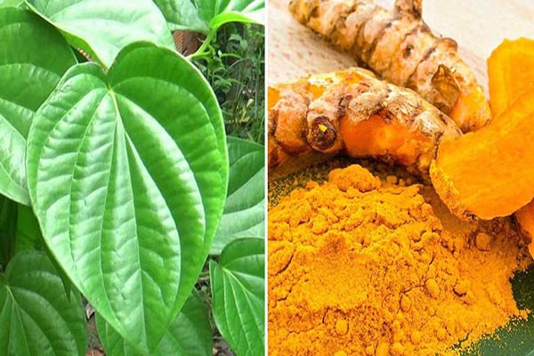 Mặt nạ lá trầu và nghệ tươi trị nám da